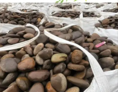杏耀手机APP登录小小鹅卵石营造自然环境好材料